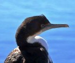 La pêche au cormoran à Dali