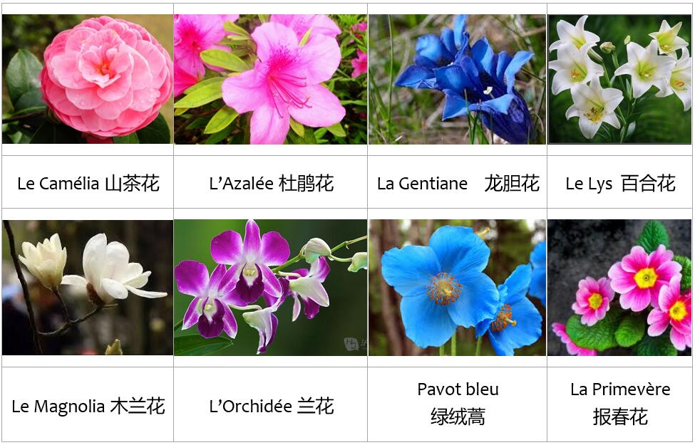 voyage yunnan faune et flore