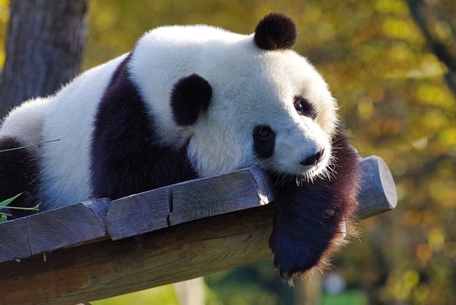 Panda-Sichuan