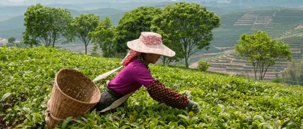 Plantation du the Lincang Plantation du the Lincang