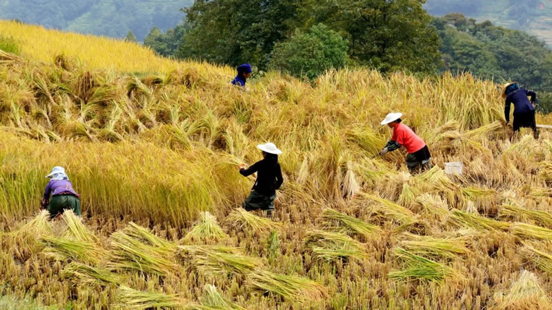 Recolte authome Yuanyang Chine Recolte authome Yuanyang Chine