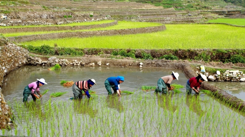 Repiquage de riz Yuanyang Yunnan