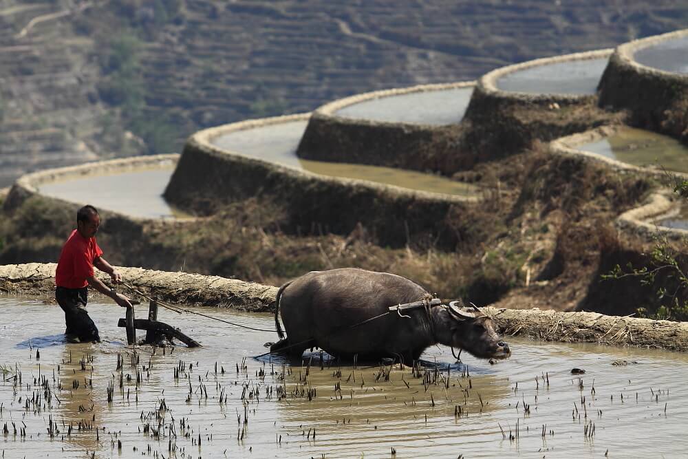 labourer champes des rizieres Yuanyang Yunnan abourer champes des rizieres Yuanyang Yunnan