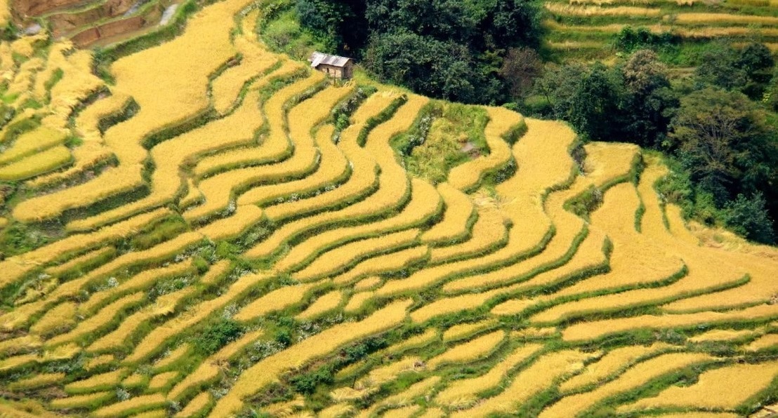 les rizieres de Yuanyang en automne les rizieres de Yuanyang en automne