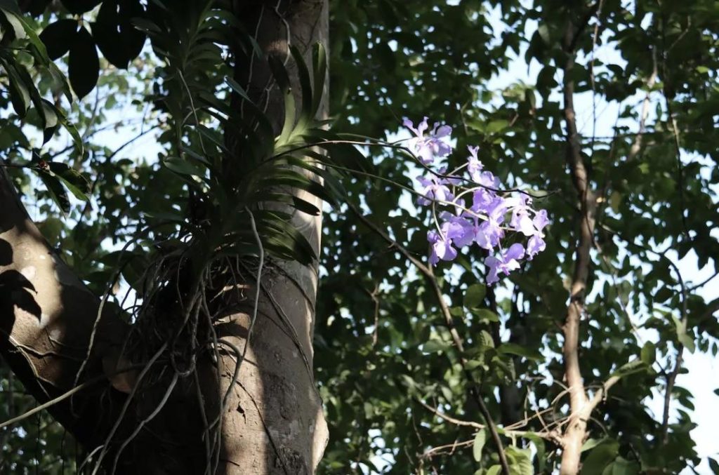 L'arbre de Yourantai