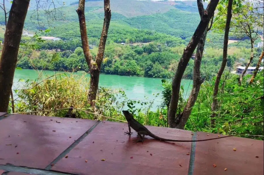 Le lézard de Yourantai Le lézard de Yourantai