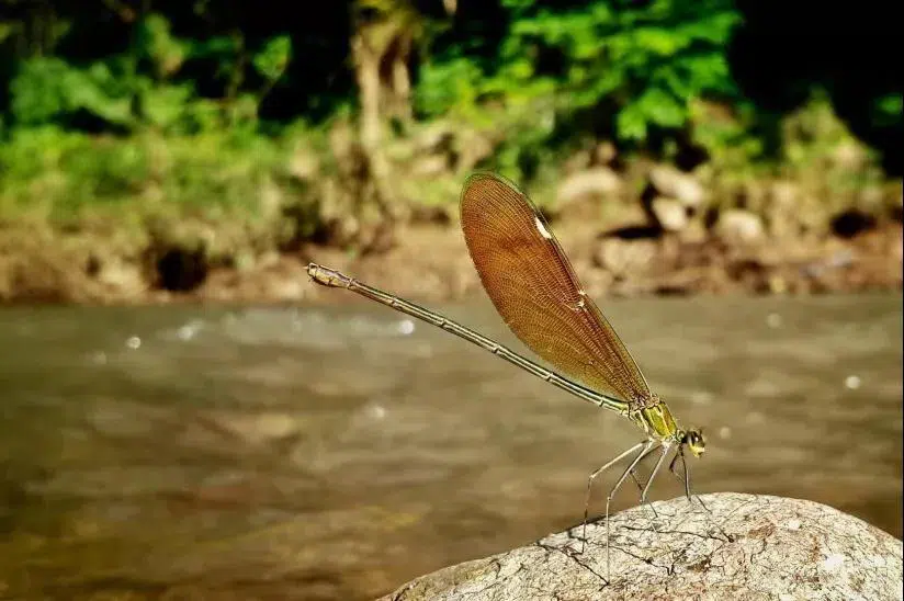 Le libellule de Yourantai Le libellule de Yourantai