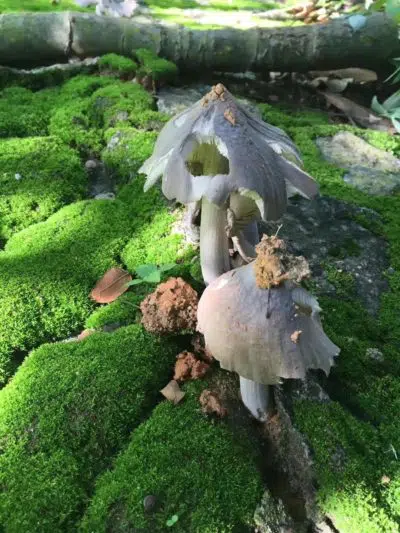 Les champignons de Yourantai Les champignons de Yourantai