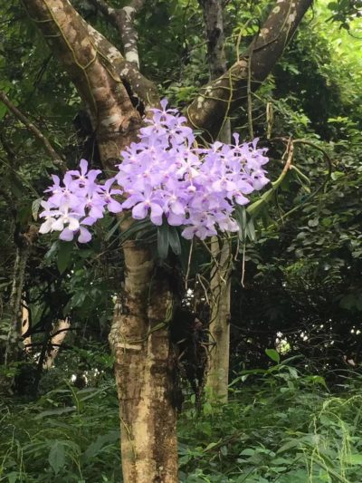 Les fleurs de Yourantai