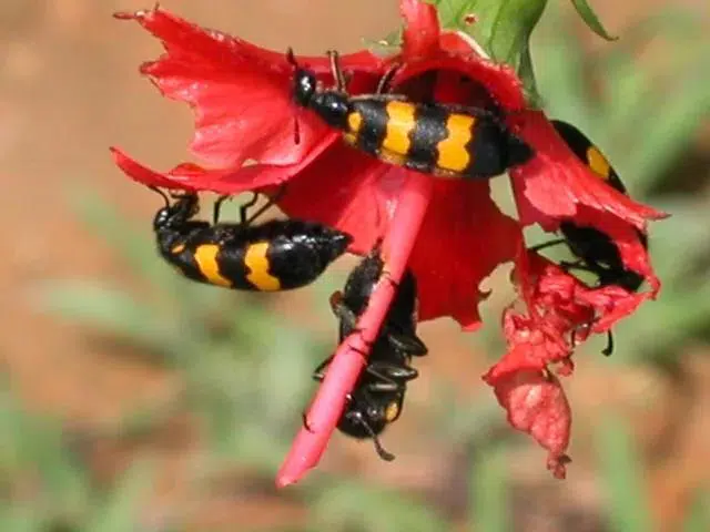 Les insectes de Yourantai Les insectes de Yourantai