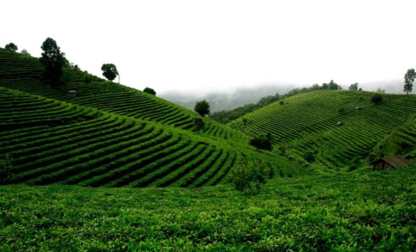 Les plantations de thé Yourantai