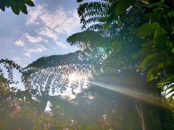 Les plantes de Yourantai Les plantes de Yourantai