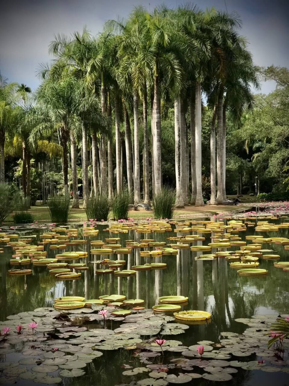la forêt tropicale du Xishuangbanna la forêt tropicale du Xishuangbanna